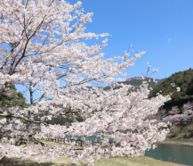 市房ダム湖の“一万本桜”
