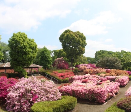 つつじが咲き並ぶ昭和園