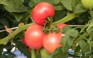 yatsushiro-tomato